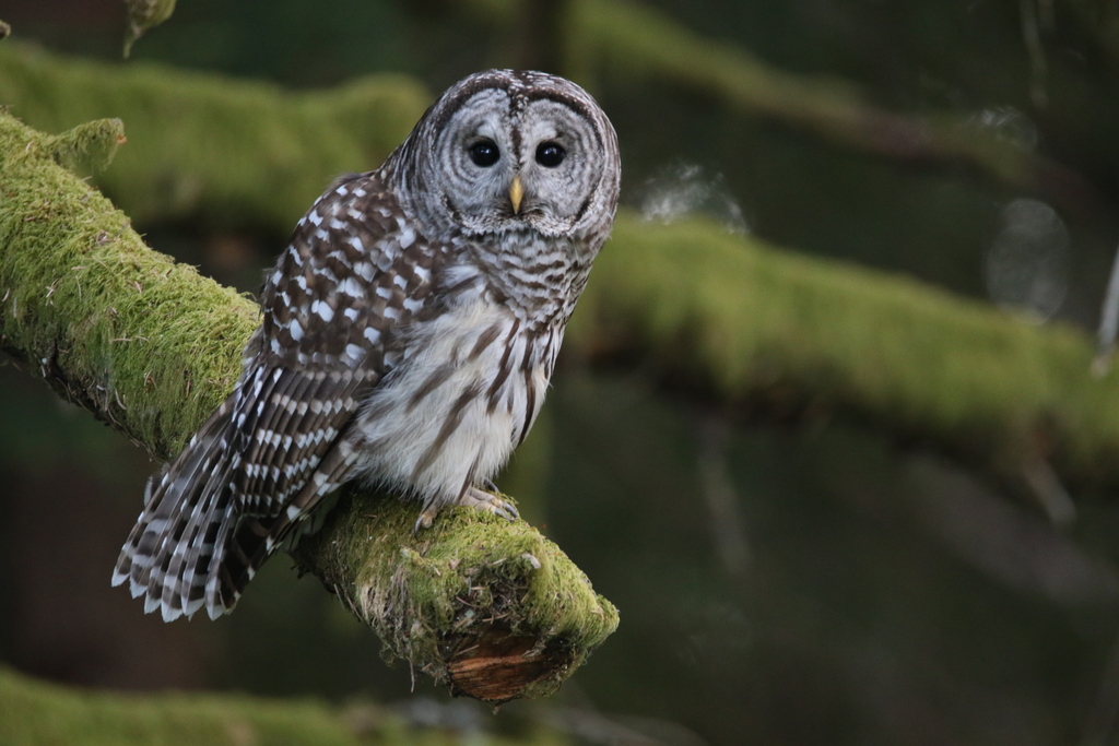 Barred Owl from Thurston County, WA, USA on May 12, 2021 at 0645 PM by