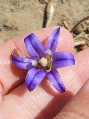 Brodiaea elegans