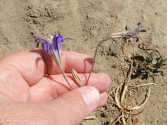Brodiaea elegans