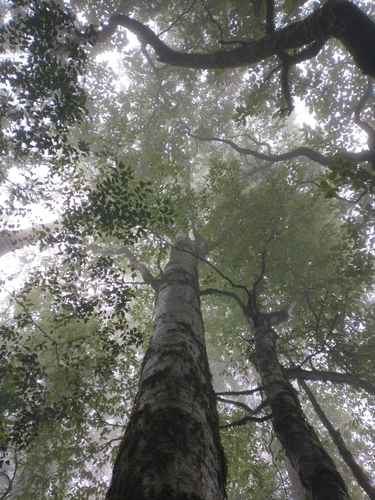 Image of Fagus mexicana by (c) Juan Cruzado Cortés, some rights reserved (CC BY-SA)