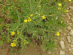 Mentzelia gracilenta