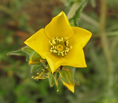 Mentzelia gracilenta