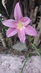 Zephyranthes carinata