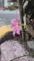 Zephyranthes carinata