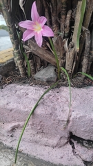 Zephyranthes carinata