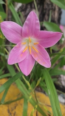 Zephyranthes carinata