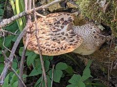 Cerioporus squamosus