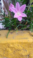 Zephyranthes carinata