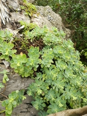 Sedum palmeri