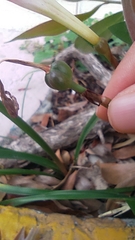 Zephyranthes carinata