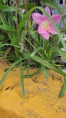 Zephyranthes carinata