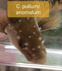 Campostoma oligolepis