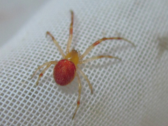 Araneae