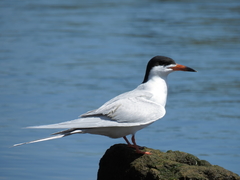 Sterna forsteri