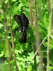 Papilio polyxenes