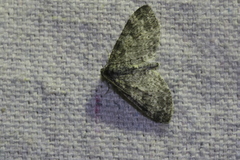 Lobophora
