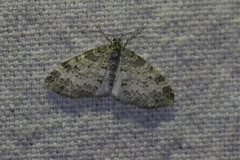 Lobophora