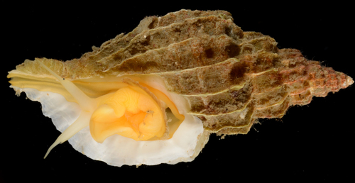 Representative image of Trophonopsis