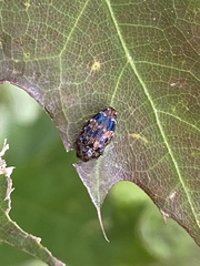 Brachys ovatus