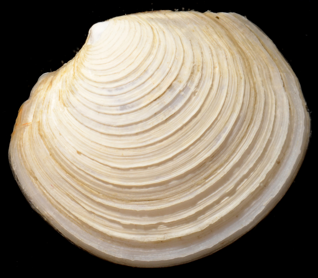 Ringed Lucine