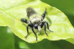 Laphria flavicollis