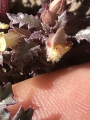 Pedicularis semibarbata charlestonensis