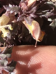 Pedicularis semibarbata charlestonensis