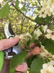 Crataegus canadensis