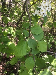 Crataegus canadensis