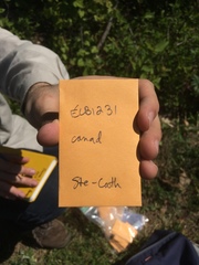 Crataegus canadensis