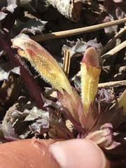 Pedicularis semibarbata charlestonensis