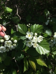 Crataegus chrysocarpa phoeniceoides