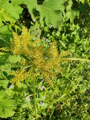 Cyperus pilosus