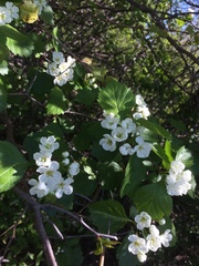 Crataegus chrysocarpa phoeniceoides