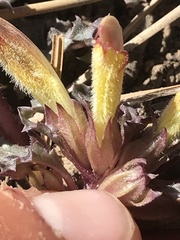 Pedicularis semibarbata charlestonensis