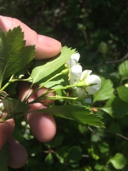 Crataegus chrysocarpa phoeniceoides