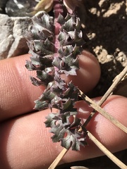 Pedicularis semibarbata charlestonensis