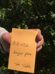 Crataegus chrysocarpa phoeniceoides