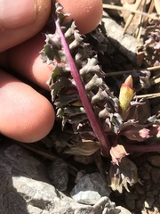 Pedicularis semibarbata charlestonensis
