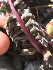 Pedicularis semibarbata charlestonensis