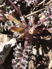 Pedicularis semibarbata charlestonensis