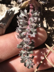 Pedicularis semibarbata charlestonensis