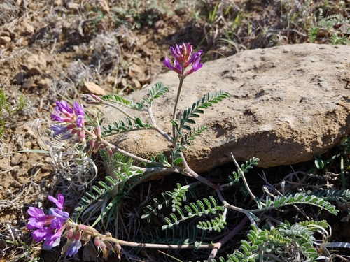 Trinidad milkvetch (Astragalus puniceus var. puniceus)