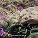 Astragalus puniceus - Photo 由 Jennifer Ackerfield 所上傳的 (c) Jennifer Ackerfield，保留部份權利CC BY-NC