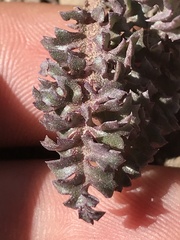 Pedicularis semibarbata charlestonensis