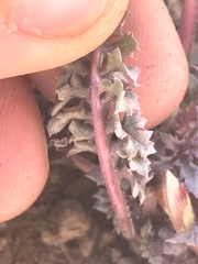 Pedicularis semibarbata charlestonensis