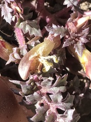 Pedicularis semibarbata charlestonensis