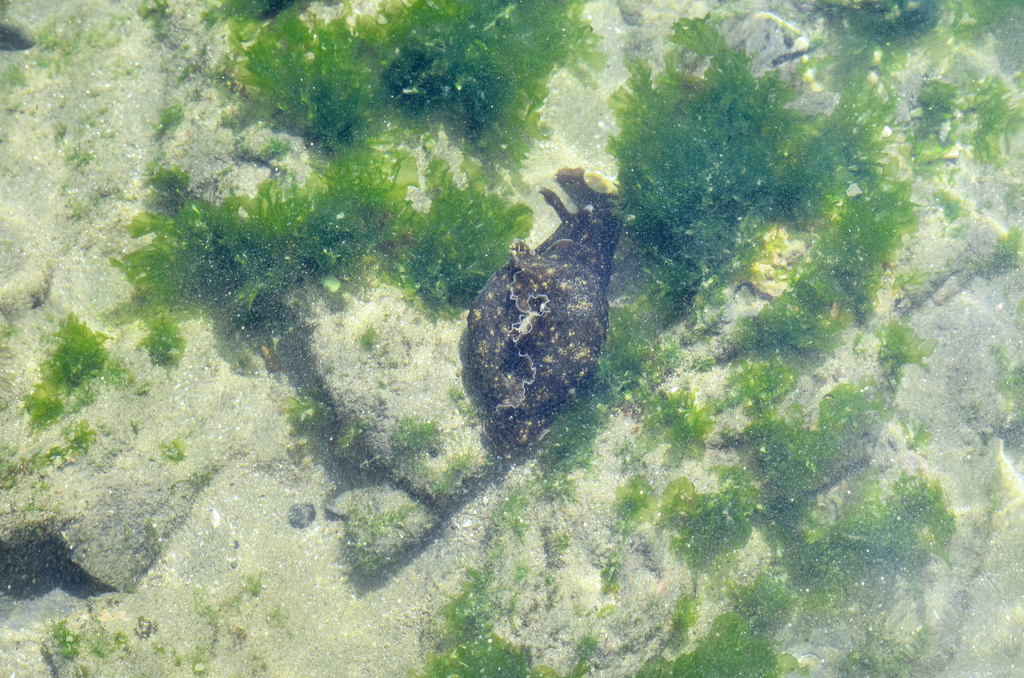 Aplysia inca