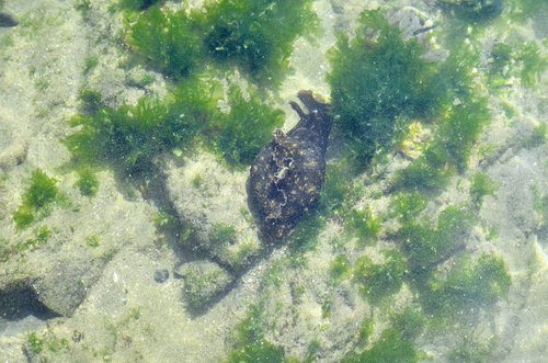 Aplysia inca