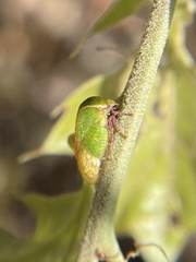 Stictocephala lutea